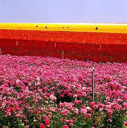 《按摩狂》NS版8月4日发售 给美少女们按摩解压